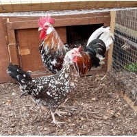 Red Mottled  Leghorn